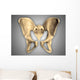 Anatomy Human Pelvic Bone Wall Decal Design 2