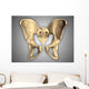 Anatomy Human Pelvic Bone Wall Decal Design 2