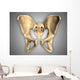 Anatomy Human Pelvic Bone Wall Decal Design 2