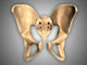 Anatomy Human Pelvic Bone Wall Decal Design 2