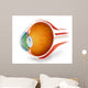 Anatomy Human Eye Perspective Wall Decal