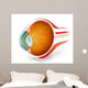 Anatomy Human Eye Perspective Wall Decal