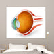 Anatomy Human Eye Perspective Wall Decal