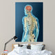 Medical Illustration Human Brain Wall Decal