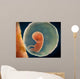 Medical Illustration Fetus Development Wall Mural