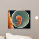 Medical Illustration Fetus Development Wall Decal Design 4