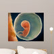 Medical Illustration Fetus Development Wall Mural
