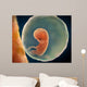 Medical Illustration Fetus Development Wall Mural