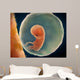 Medical Illustration Fetus Development Wall Decal Design 4