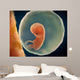 Medical Illustration Fetus Development Wall Decal Design 4