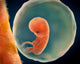 Medical Illustration Fetus Development Wall Decal Design 4