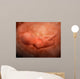 Medical Illustration Fetus Development Wall Decal Design 3