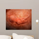 Medical Illustration Fetus Development Wall Decal Design 3