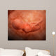 Medical Illustration Fetus Development Wall Decal Design 3