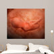 Medical Illustration Fetus Development Wall Decal Design 3