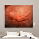 Medical Illustration Fetus Development Wall Decal Design 3