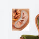 Medical Illustration Fetus Development Wall Decal Design 2
