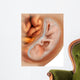 Medical Illustration Fetus Development Wall Decal Design 2