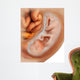 Medical Illustration Fetus Development Wall Decal Design 2