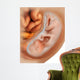 Medical Illustration Fetus Development Wall Decal Design 2