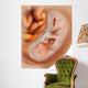 Medical Illustration Fetus Development Wall Decal Design 2