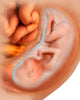 Medical Illustration Fetus Development Wall Decal Design 2