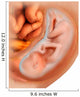 Medical Illustration Fetus Development Wall Decal Design 2