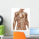Anatomy Human Abdominal Muscles Wall Decal Design 2
