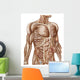 Anatomy Human Abdominal Muscles Wall Decal Design 2