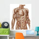 Anatomy Human Abdominal Muscles Wall Decal Design 2