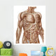 Anatomy Human Abdominal Muscles Wall Decal Design 2