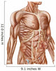 Anatomy Human Abdominal Muscles Wall Decal Design 2