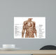 Anatomy Human Abdominal Muscles Wall Decal Design 1