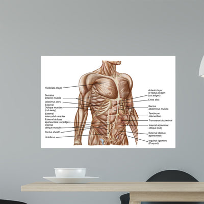 Anatomy Human Abdominal Muscles Wall Decal Design 1 shown on a wall