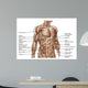 Anatomy Human Abdominal Muscles Wall Decal Design 1