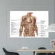 Anatomy Human Abdominal Muscles Wall Decal Design 1