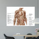 Anatomy Human Abdominal Muscles Wall Decal Design 1