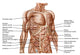 Anatomy Human Abdominal Muscles Wall Decal Design 1