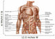 Anatomy Human Abdominal Muscles Wall Decal Design 1