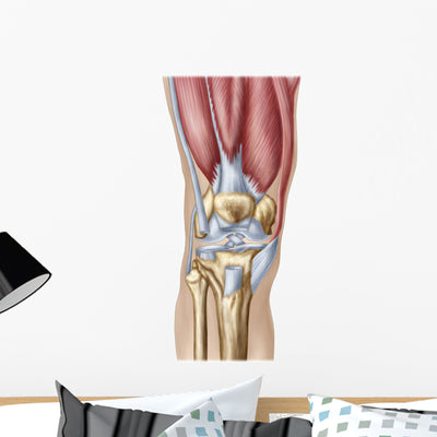 Anatomy Human Knee Joint Wall Decal Design 2 shown on a wall