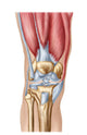 Anatomy Human Knee Joint Wall Decal Design 2