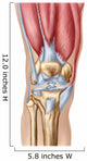 Anatomy Human Knee Joint Wall Decal Design 2