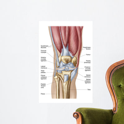Anatomy Human Knee Joint Wall Decal Design 1 shown on a wall
