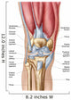 Anatomy Human Knee Joint Wall Decal Design 1