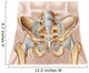 Anatomy Human Pelvic Bone Wall Decal