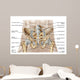 Anatomy Human Pelvic Bone Wall Decal Design 1