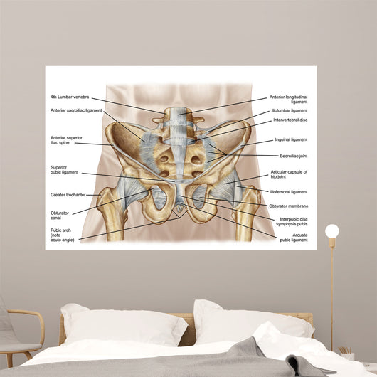 Anatomy of human pelvic bone. | Throw Pillow