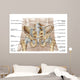 Anatomy Human Pelvic Bone Wall Decal Design 1
