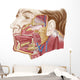 Anatomy Human Salivary Glands Wall Decal Design 2