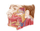 Anatomy Human Salivary Glands Wall Decal Design 2